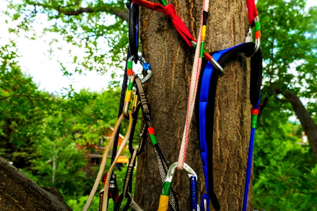 Immagine che raffigura Corso Tree climbing